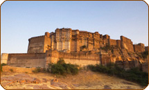 taj-tiger